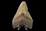 Serrated, Fossil Megalodon Tooth - North Carolina #147491-2